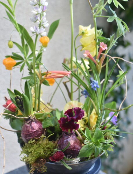 <b>【花暦（はなごよみ）｜春を迎える球根のしつらえ】2月単発レッスン</b>