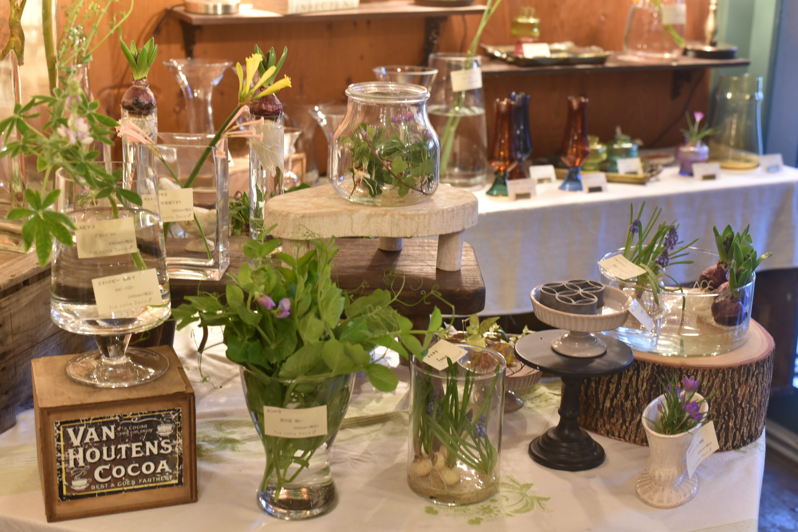 2/7(土）、2/8（日）は『球根フェア』！！遊びにおいで～！！